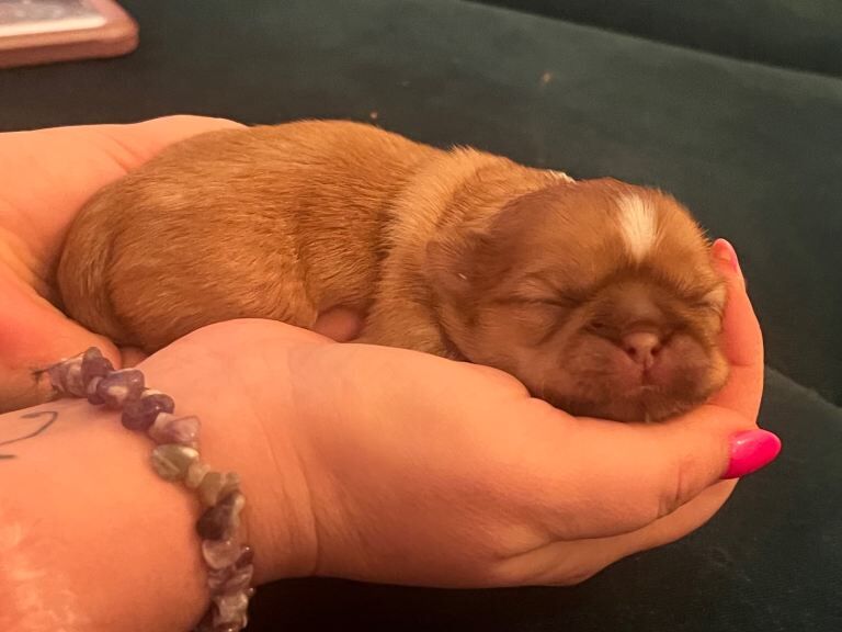 Shih Tzu puppies for sale in Southport, Merseyside – 1 week old - Image 5 of 5