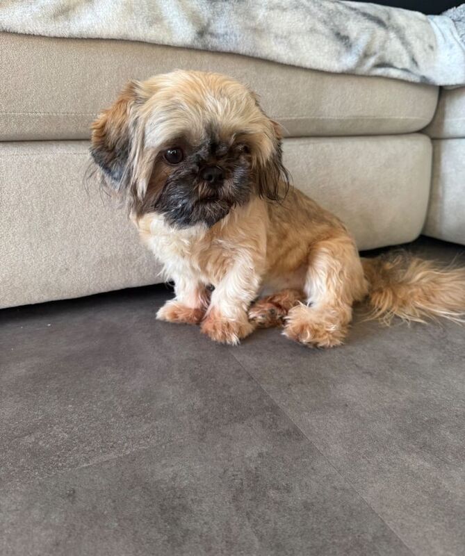 Shih Tzu puppies for sale in Castle Cary, Somerset – 8 months old - Image 2 of 5
