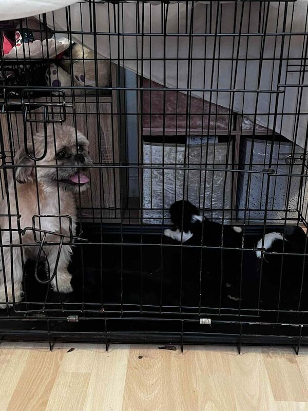Shih Tzu puppies for sale in Middlesbrough, North Yorkshire – 5 weeks old