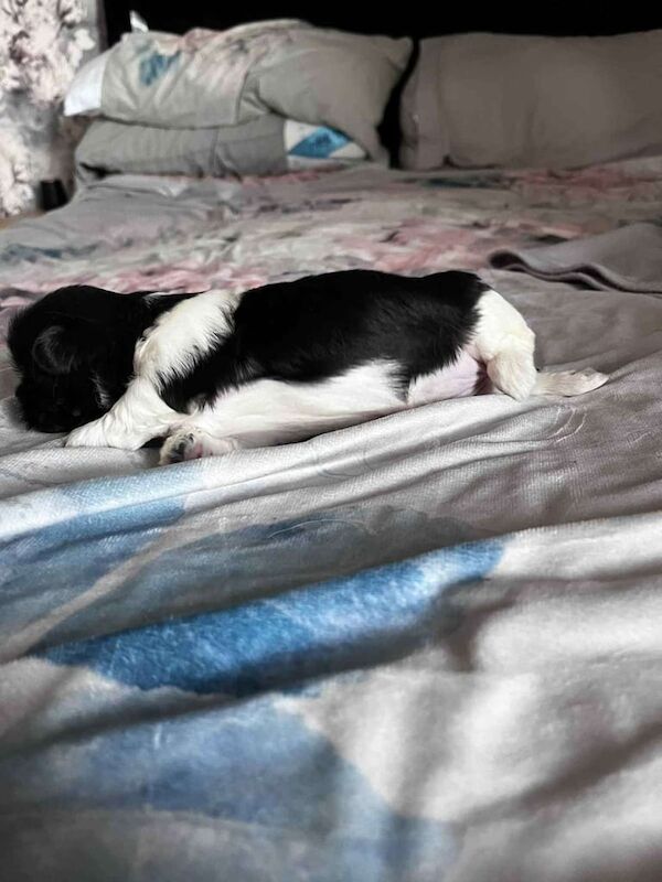 Shih Tzu puppies for sale in Middlesbrough, North Yorkshire – 5 weeks old - Image 2 of 3