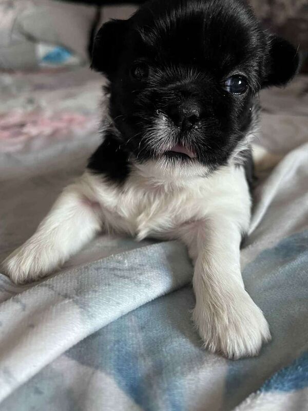 Shih Tzu puppies for sale in Middlesbrough, North Yorkshire – 5 weeks old - Image 3 of 3