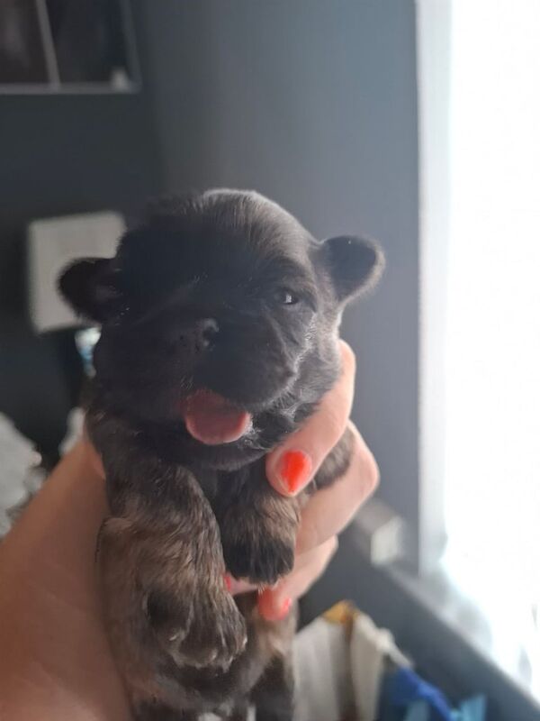 Shih Tzu puppies for sale in Prescot, Merseyside – 3 weeks old