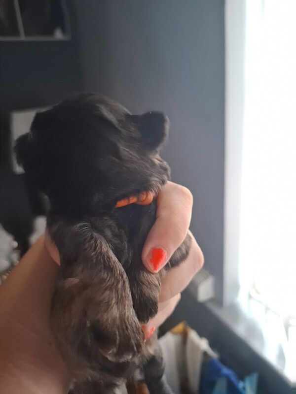 Shih Tzu puppies for sale in Prescot, Merseyside – 3 weeks old - Image 2 of 3