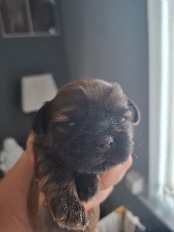Shih Tzu puppies for sale in Prescot, Merseyside – 3 weeks old - Image 3 of 3