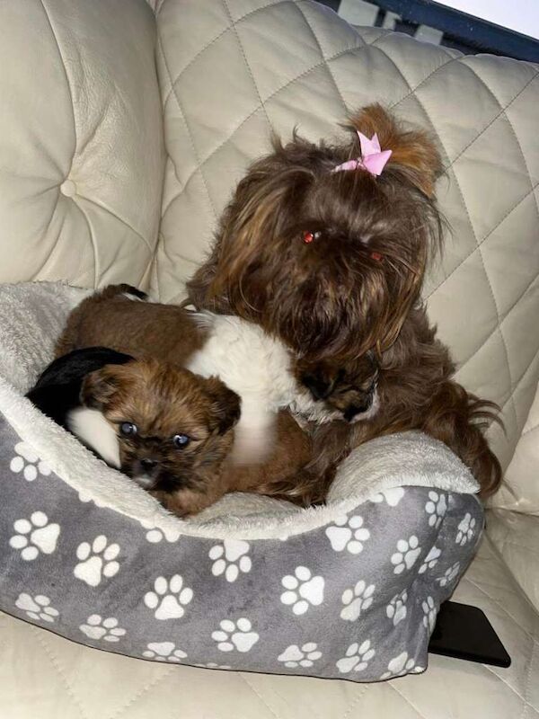 Shih Tzu Puppies For Sale
