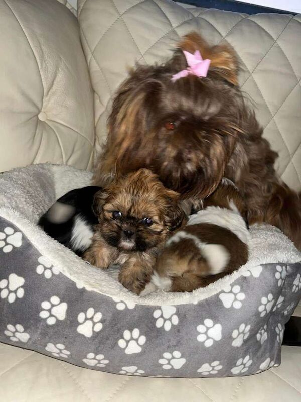 Shih Tzu puppies for sale in Hollywood, Worcestershire – 7 weeks old - Image 2 of 6