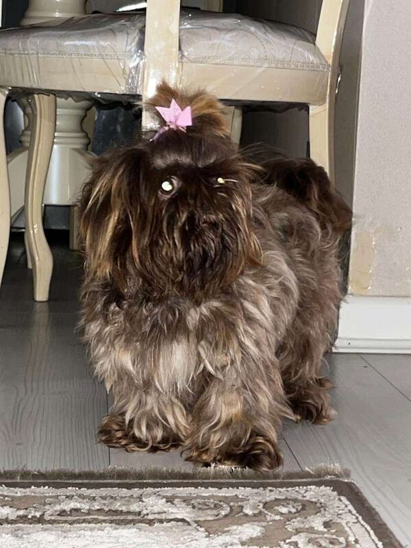 Shih Tzu puppies for sale in Hollywood, Worcestershire – 7 weeks old - Image 3 of 6