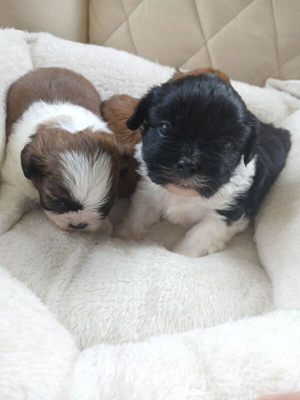 Shih Tzu puppies for sale in Hollywood, Worcestershire – 7 weeks old - Image 4 of 6