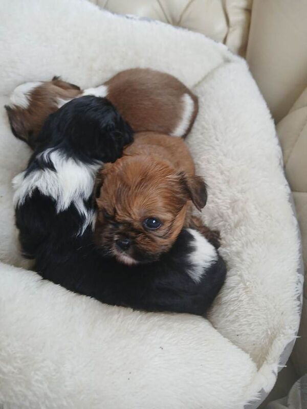 Shih Tzu puppies for sale in Hollywood, Worcestershire – 7 weeks old - Image 5 of 6