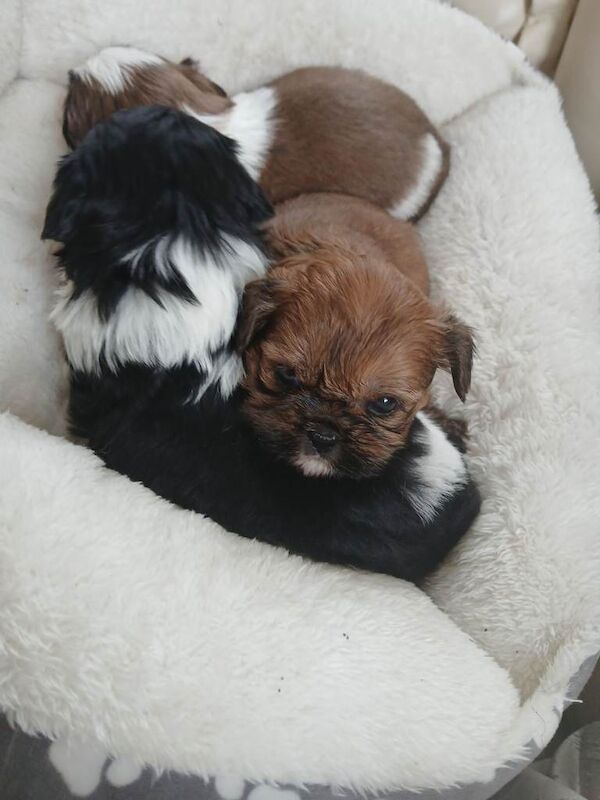 Shih Tzu puppies for sale in Hollywood, Worcestershire – 7 weeks old - Image 6 of 6