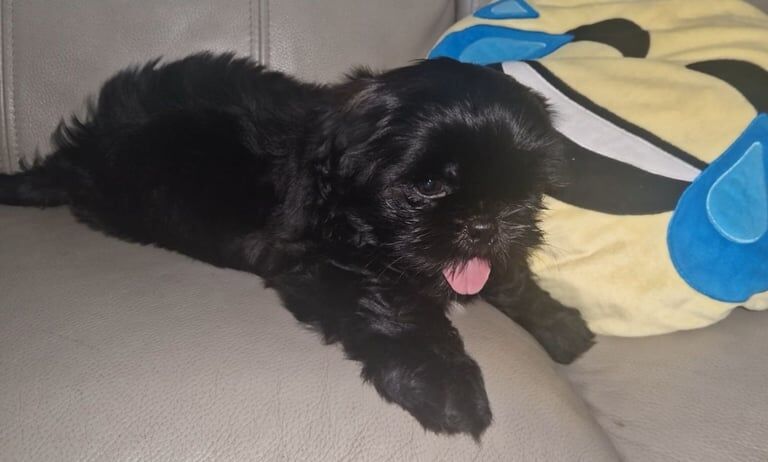 Shih Tzu puppies for sale in Doncaster, South Yorkshire – 9 weeks old - Image 2 of 3