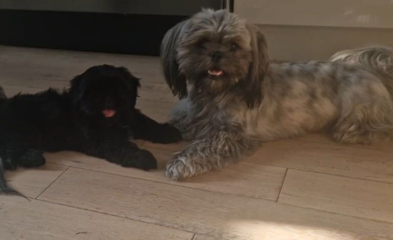 Shih Tzu puppies for sale in Doncaster, South Yorkshire – 9 weeks old - Image 3 of 3