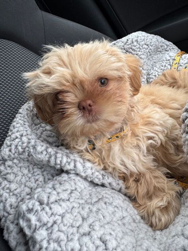 Imperial Shih Tzu puppy
