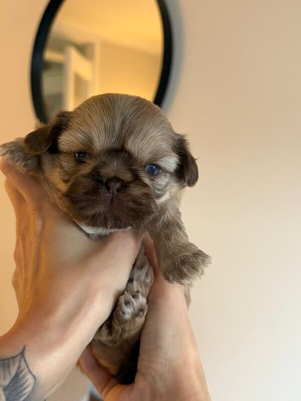 Imperial Shih Tzu puppy's for sale in Clydebank, Dunbartonshire
