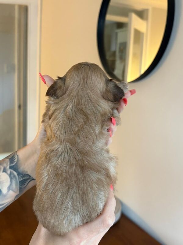 Imperial Shih Tzu puppy's for sale in Clydebank, Dunbartonshire | Image 2