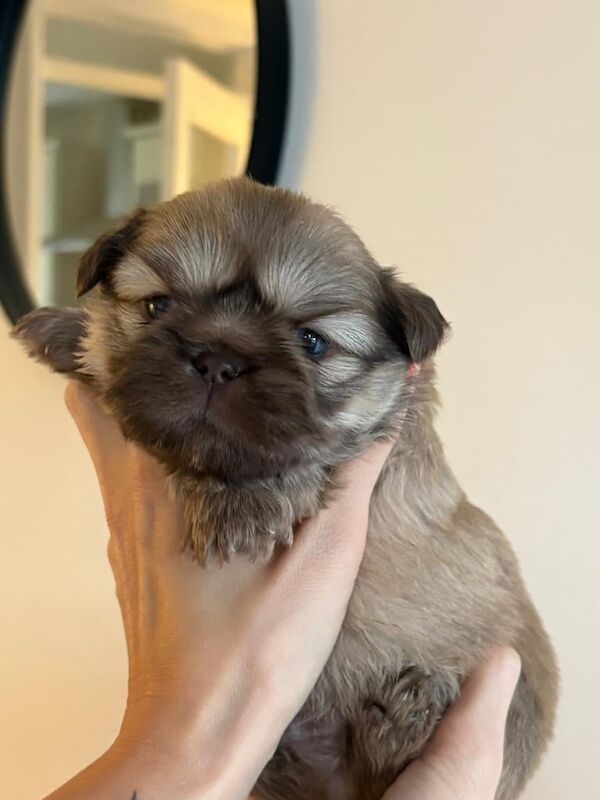 Imperial Shih Tzu puppy's for sale in Clydebank, Dunbartonshire | Image 3