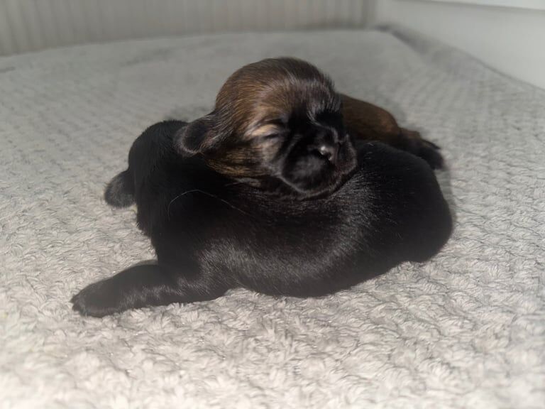 Shih Tzu puppies for sale in Knottingley, West Yorkshire – 3 weeks old