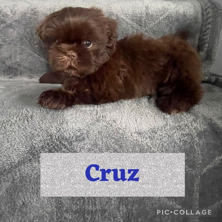 Shih Tzu puppies for sale in Middlesbrough, North Yorkshire – 9 weeks old