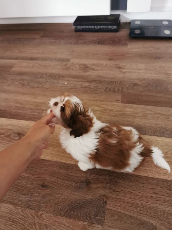Shih Tzu puppies for sale in Downham Market, Norfolk – KC registered, 8 weeks old