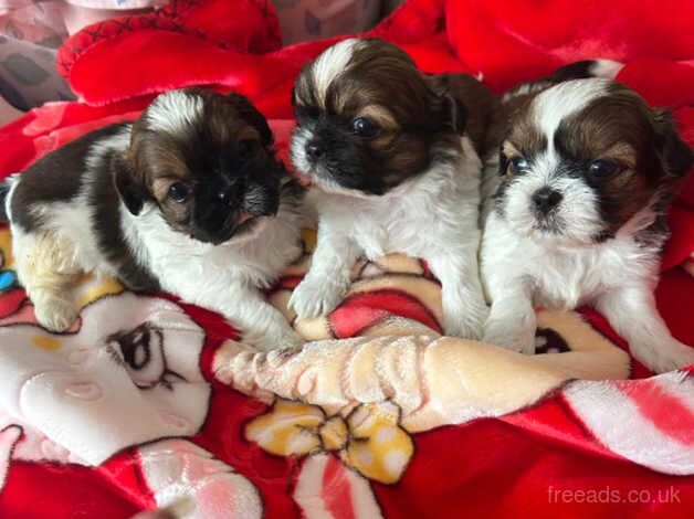 Imperial shih tzus - Image 2 of 4