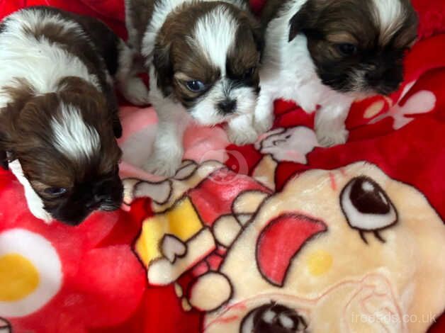 Imperial shih tzus - Image 3 of 4