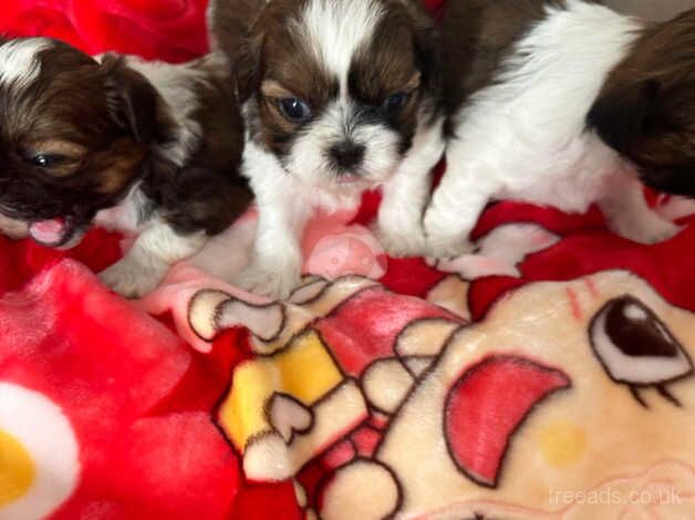 Imperial shih tzus - Image 4 of 4
