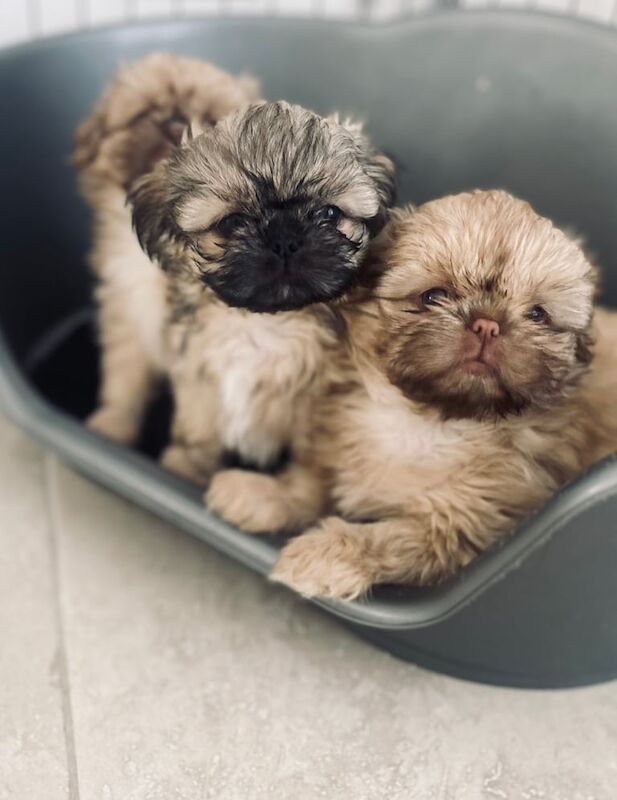 Imperial shihtzu for sale in Mossley Hill, Merseyside