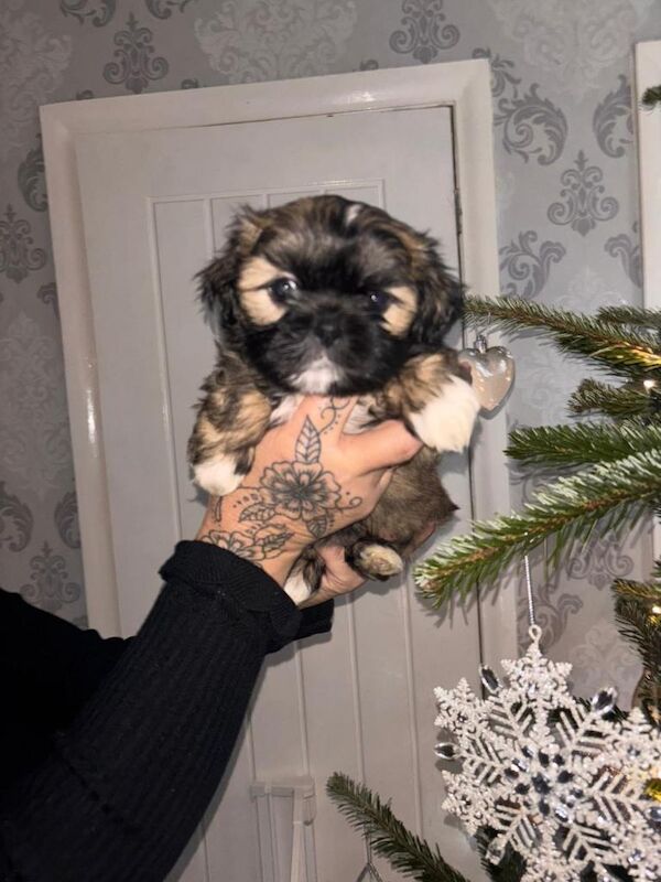 Shih Tzu puppies for sale in Brighton, East Sussex – KC registered, 8 weeks old