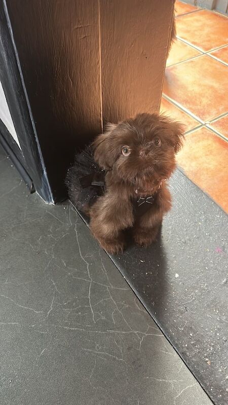 Shih Tzu puppies for sale in Gosport, Hampshire – 4 months old