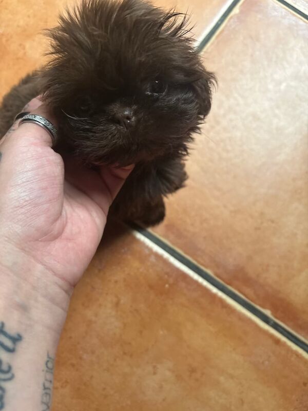 Shih Tzu puppies for sale in Gosport, Hampshire – 4 months old - Image 2 of 3