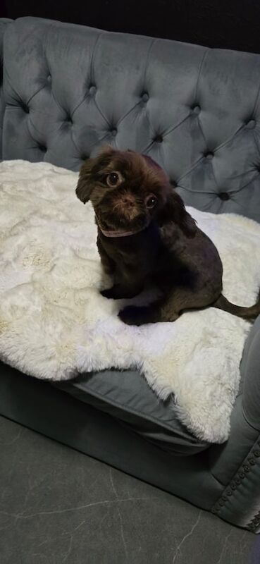 Shih Tzu puppies for sale in Gosport, Hampshire – 4 months old - Image 3 of 3