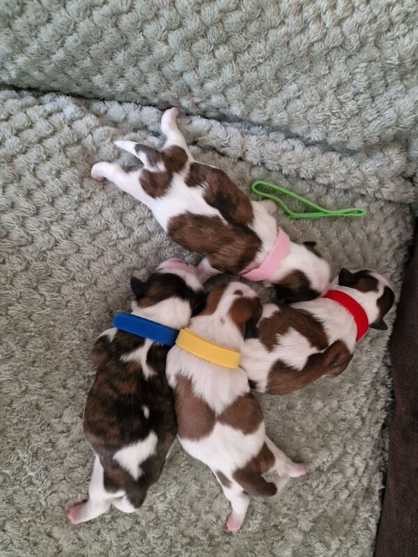 Shih Tzu puppies for sale in Warrenpoint, County Down – 5 days old