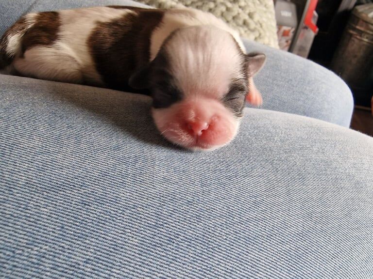 Shih Tzu puppies for sale in Warrenpoint, County Down – 5 days old - Image 2 of 3