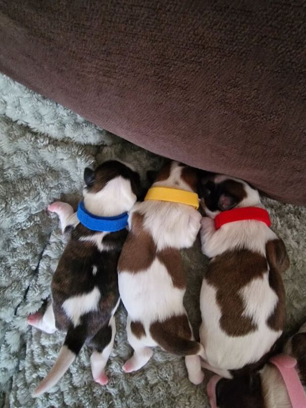 Shih Tzu puppies for sale in Warrenpoint, County Down – 5 days old - Image 3 of 3
