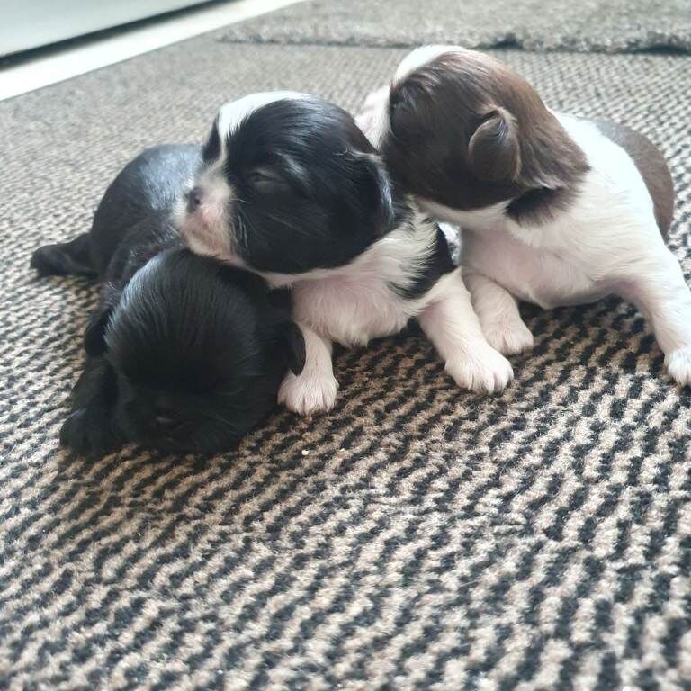 Kennel Club Registered Shih Tzu Puppies For Sale