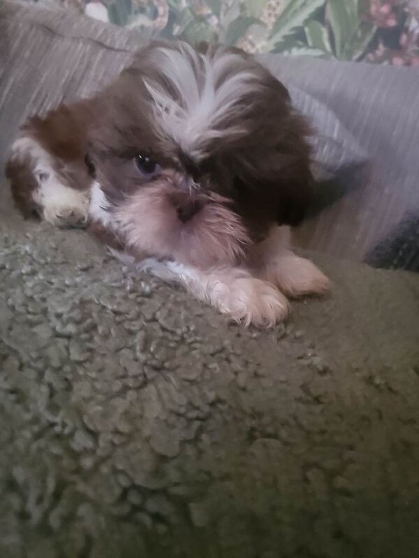 Shih Tzu Puppies For Sale