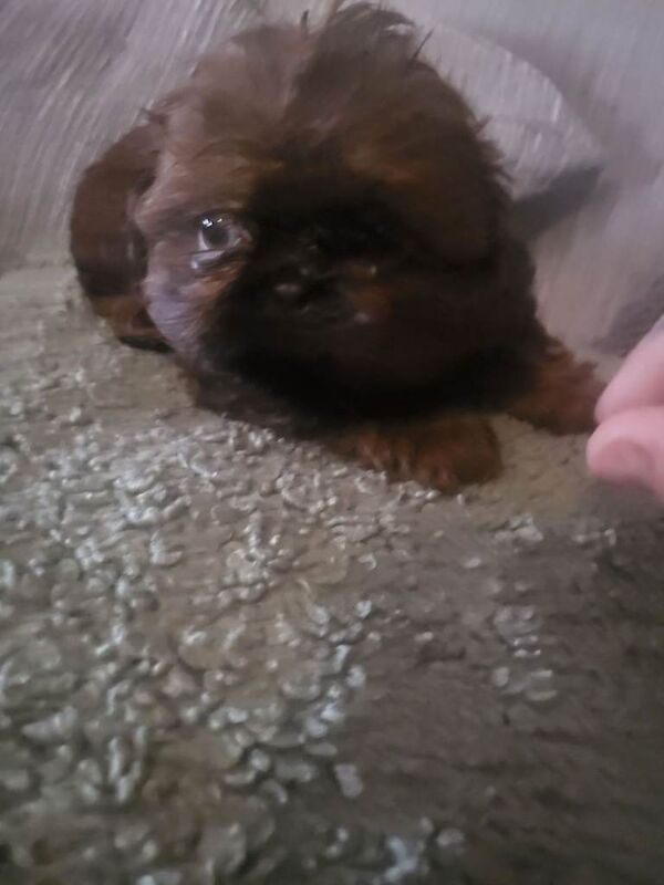 Imperial shitzhu pups - Image 2 of 3
