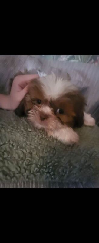 Imperial shitzhu pups - Image 3 of 3