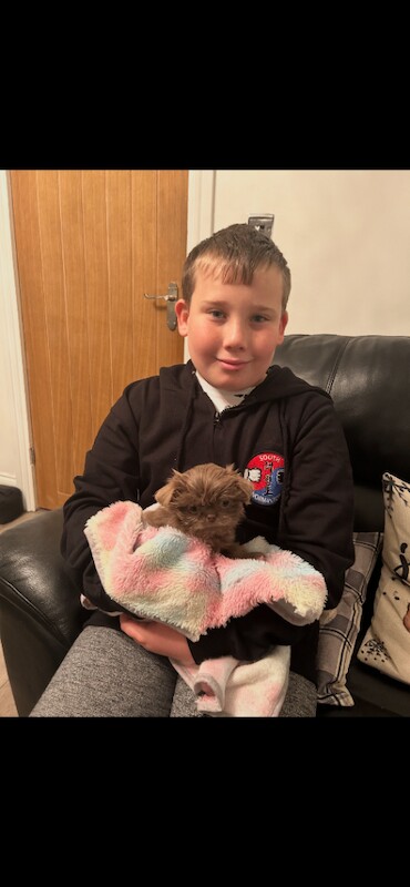 Shih Tzu Puppies For Sale