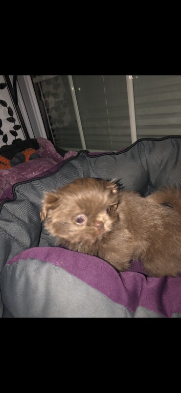 Shih Tzu puppies for sale in South Normanton, Derbyshire – 2 years old - Image 2 of 4