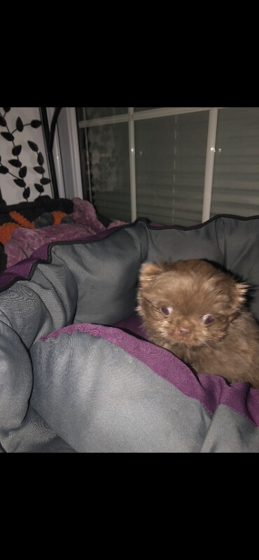 Shih Tzu puppies for sale in South Normanton, Derbyshire – 2 years old - Image 3 of 4