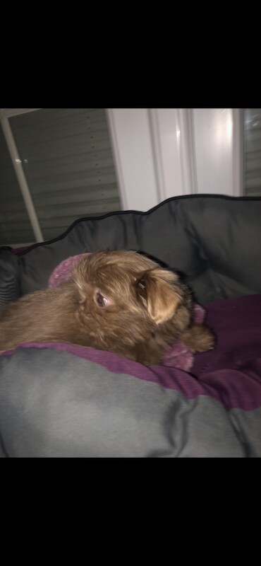 Shih Tzu puppies for sale in South Normanton, Derbyshire – 2 years old - Image 4 of 4