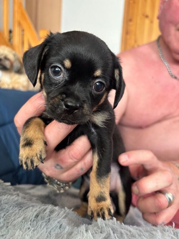 Shih Tzu Puppies For Sale