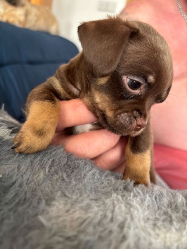 Imperial Shitzu cross Russian toy terrier pups - Image 2 of 3