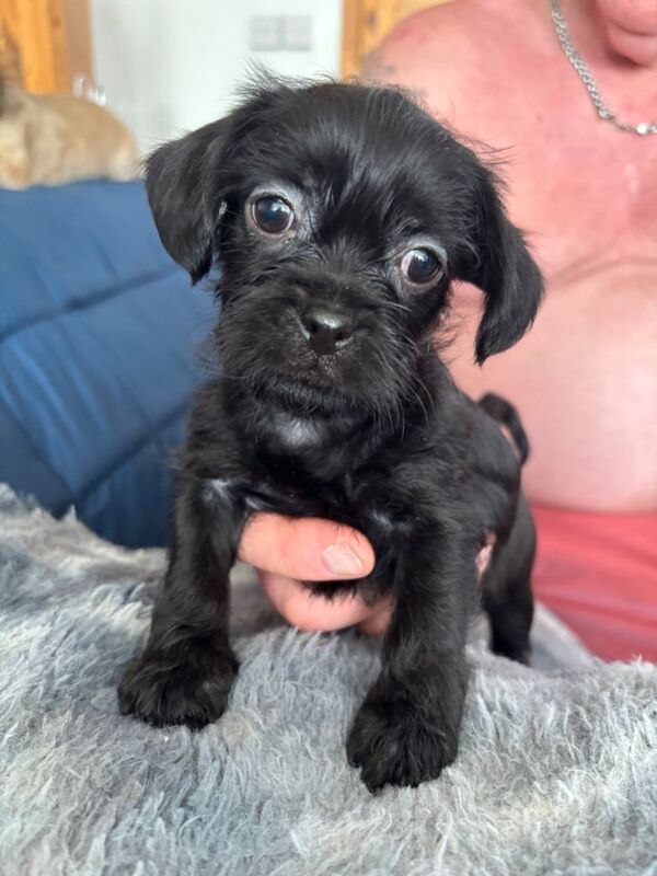 Imperial Shitzu cross Russian toy terrier pups - Image 3 of 3