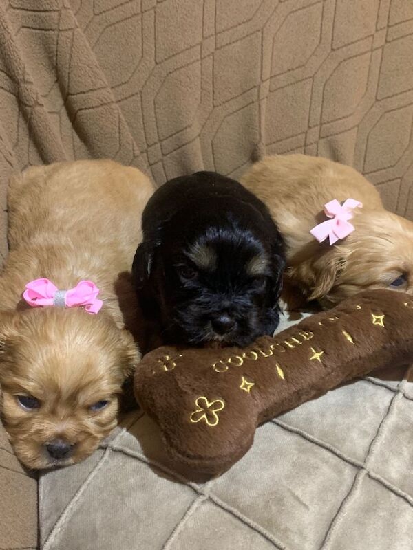 Shih Tzu puppies for sale in Middleton, Manchester – 6 weeks old