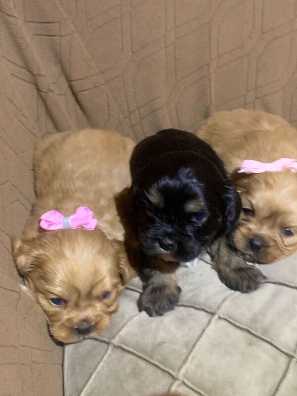Shih Tzu puppies for sale in Middleton, Manchester – 6 weeks old - Image 2 of 3