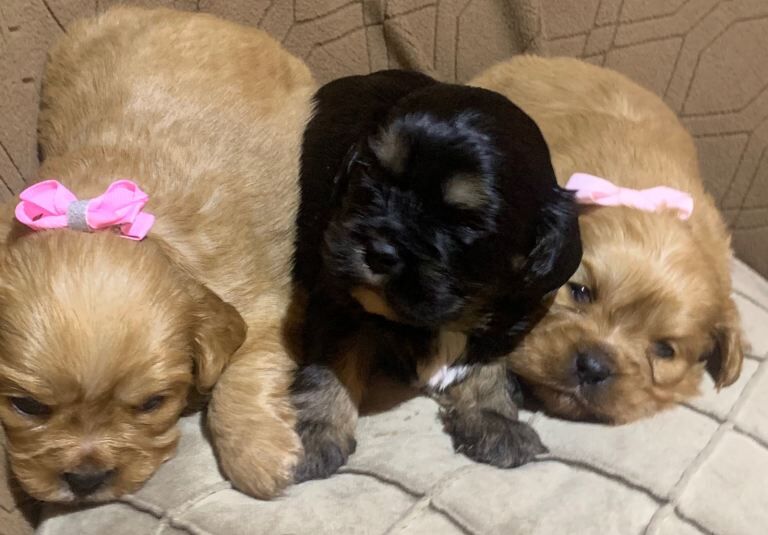 Shih Tzu puppies for sale in Middleton, Manchester – 6 weeks old - Image 3 of 3