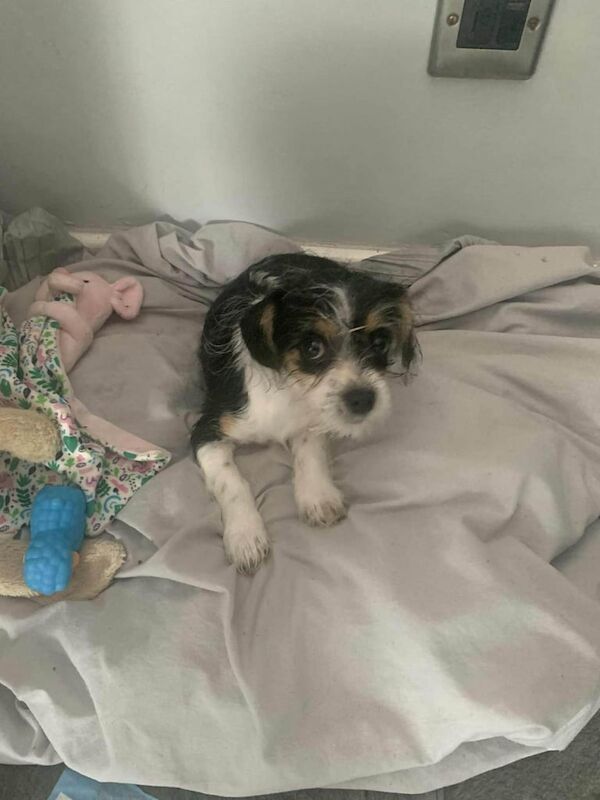 Shih Tzu puppies for sale in Chesterfield, Derbyshire – 4 months old