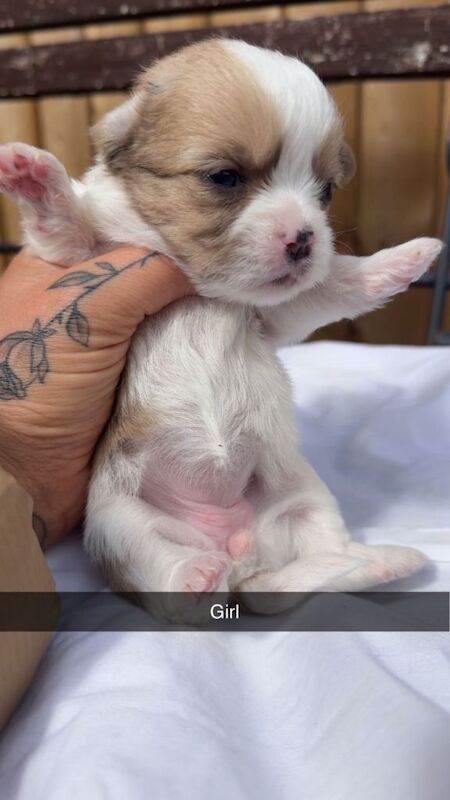 Jack Russell Cross Shih Tzu pups for sale